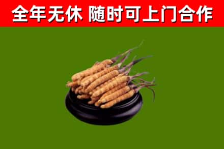 雨花区烟酒回收冬虫夏草.jpg